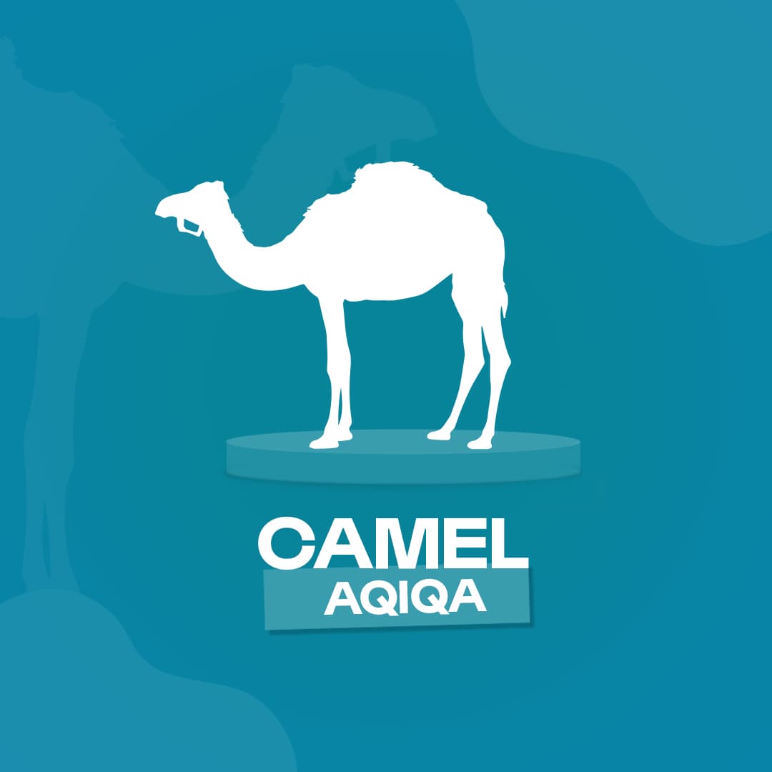 Camel aqiqah