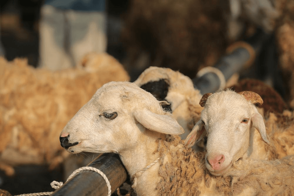 Goats in meadows