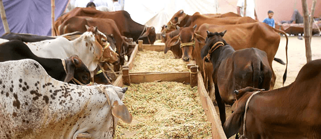 Qurbani blog img