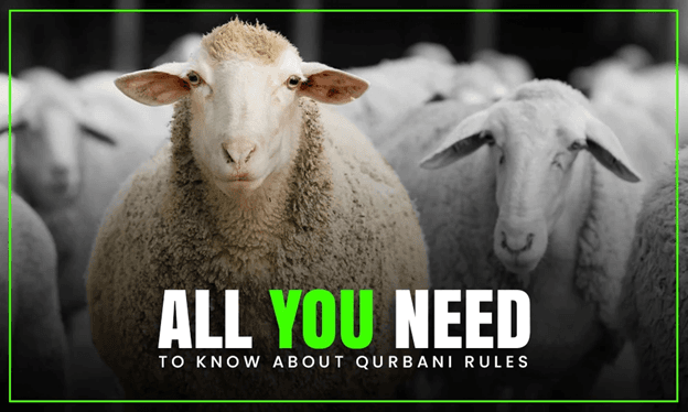 Sheeps all you need to know